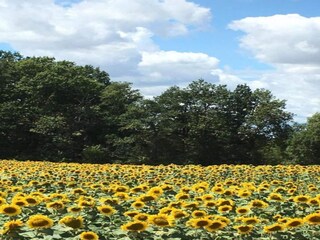 Parco vacanze Saint-Médard-d'Excideuil Ambiente 23