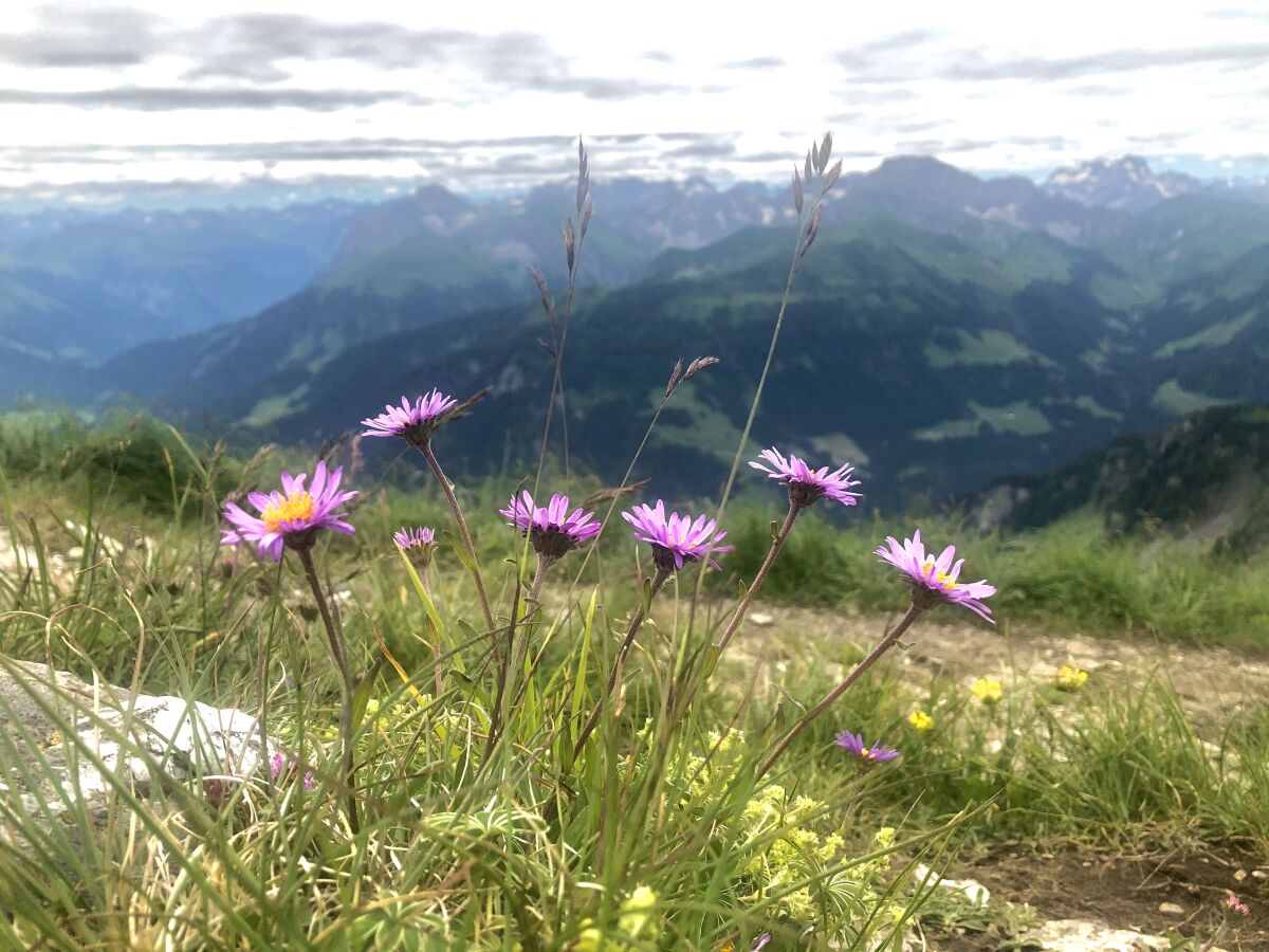 Schöne Blumen auf den Wanderwegen