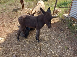 Tenuta Bunyola Registrazione all'aperto 6