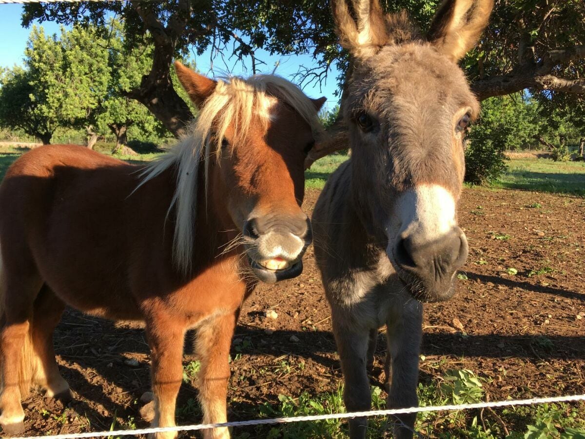 Billy und Pippa