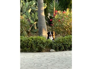 Finca Bunyola Buitenaudio-opname 14