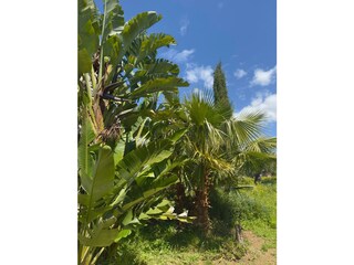 Finca Bunyola Entorno 33