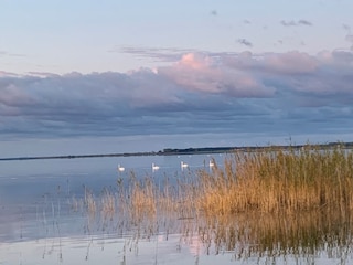 Saaler Bodden Nähe Born