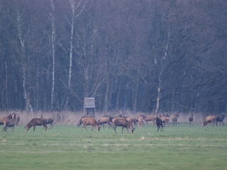 Rotwild auf den Borner Wiesen