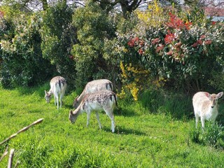 Appartamento per vacanze Oostkapelle Ambiente 19
