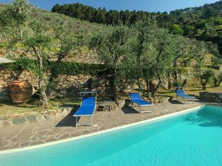 Pool mit Sonnenliegen zwischen den Olivenbäumen