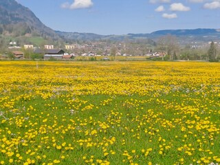 Frühling in Burgberg der Löwenzahn blüht