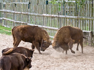 Wisentgehege in Damerow