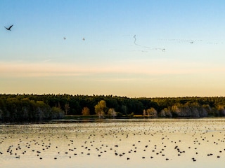 Vielseitige Vogelwelt