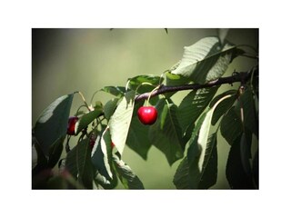 Appartamento San Donato in Poggio Ambiente 20