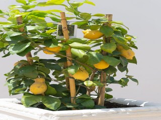 Vakantiehuis Cisternino Buitenaudio-opname 16