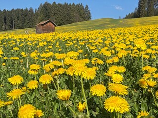 Apartamento de vacaciones Immenstadt Entorno 21