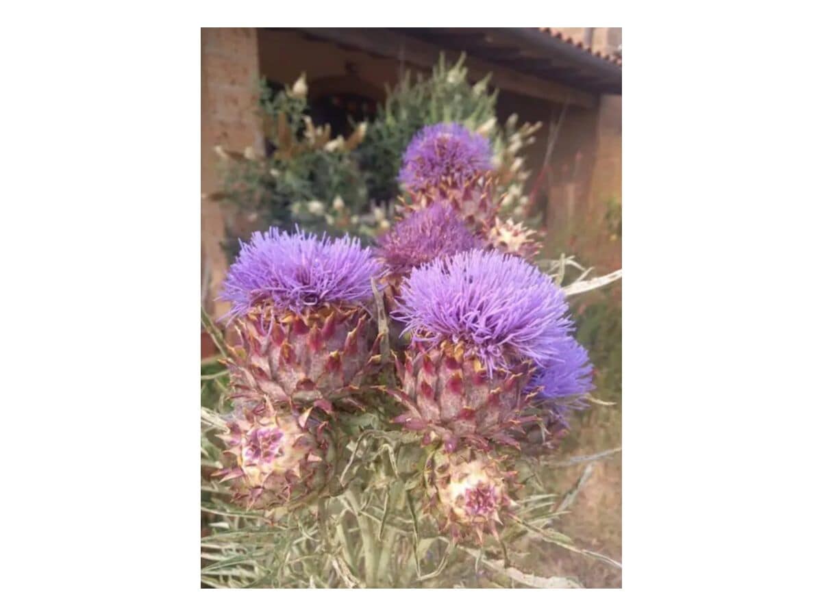 Artichoke's flowers