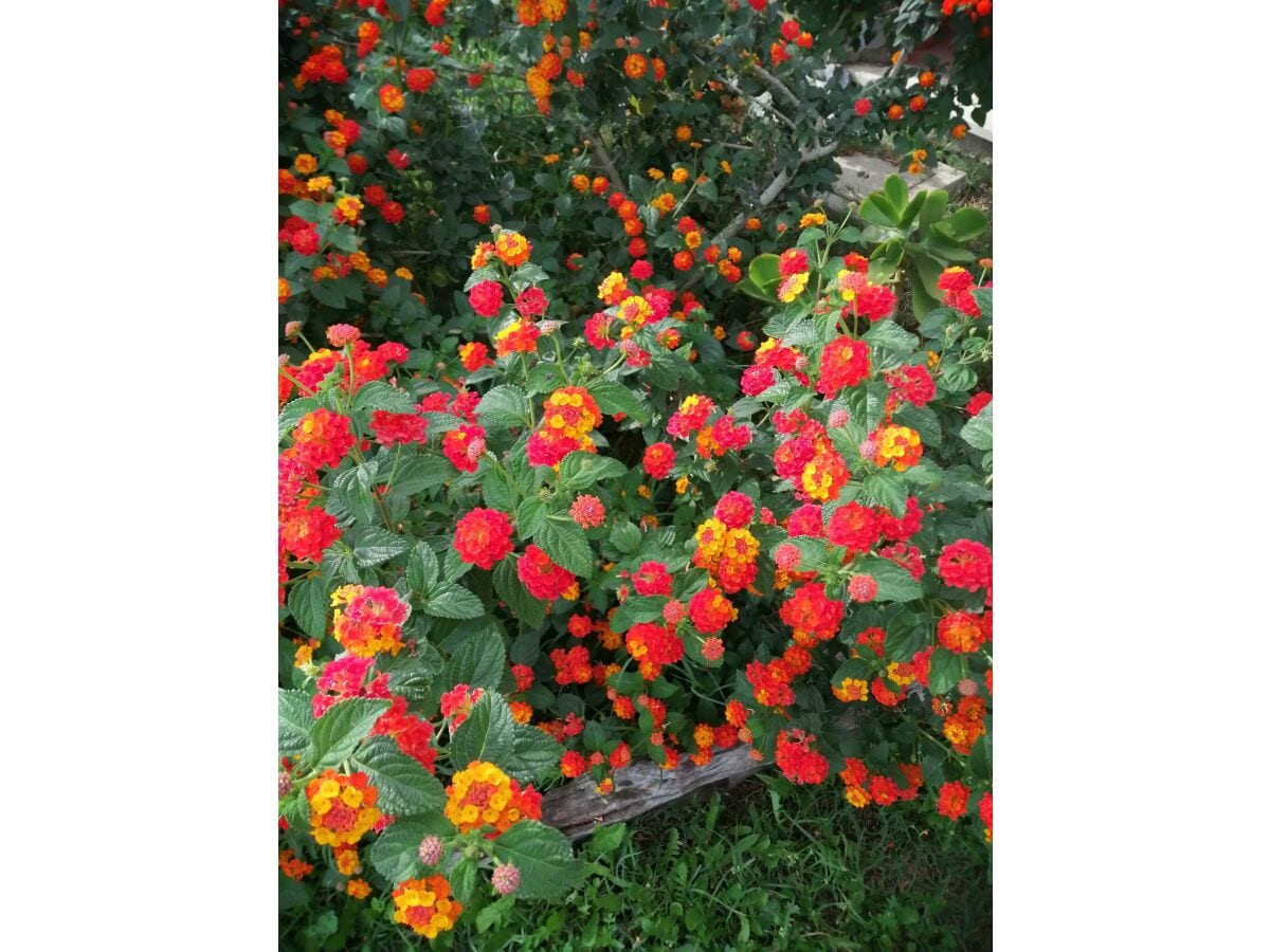 Lantana's flowers