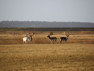 Der weiße Hirsch vom Zingst
