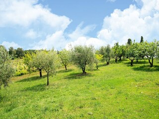 Type de propriété : Ferme Collesalvetti Environnement 35