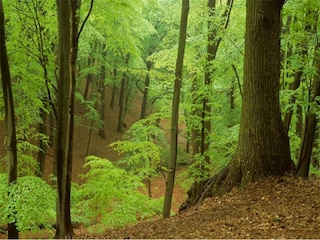 Ferienpark Westland Umgebung 9