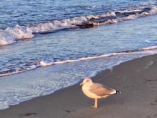 Strandbild mit Möwe