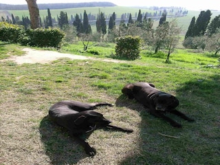 Bauernhof Collesalvetti  38