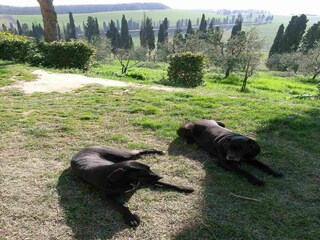 Boerderij Collesalvetti  32