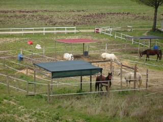 Type de propriété : Ferme Collesalvetti  35