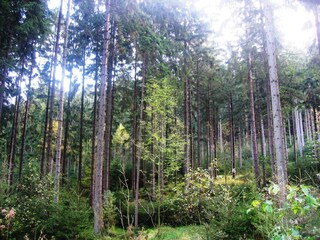 Holiday apartment Horn-Bad Meinberg Environment 19