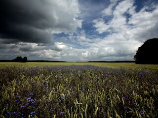Feld