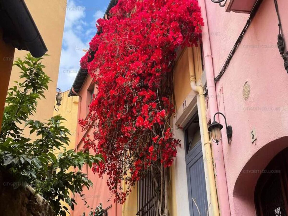 Apartment Collioure  1