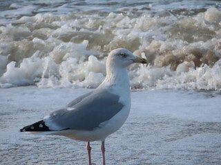 Bungalow Julianadorp Ambiente 32