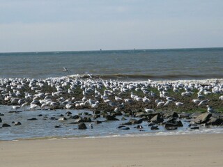 Bungalow Julianadorp Ambiente 33