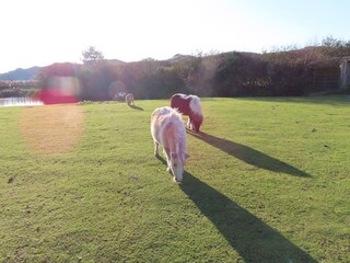 Bungalow Julianadorp Ambiente 19