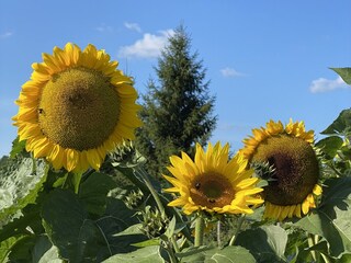 Appartamento per vacanze Neustrelitz Registrazione all'aperto 12