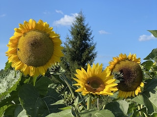 Vakantieappartement Neustrelitz Buitenaudio-opname 13