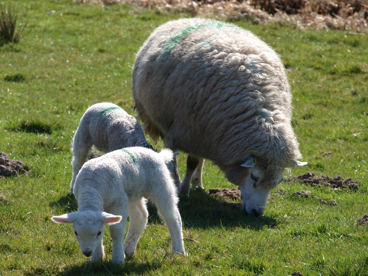 Lämmerzeit in Nordfriesland