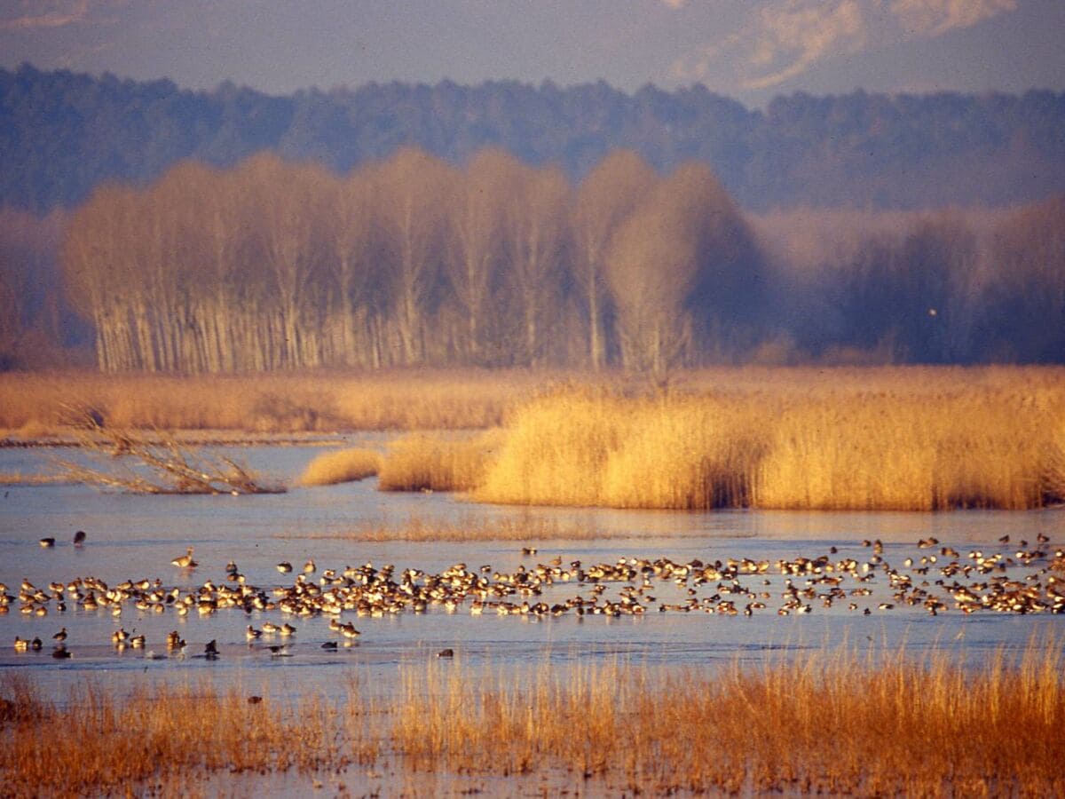 Bird watching im  Paule von Fucecchio