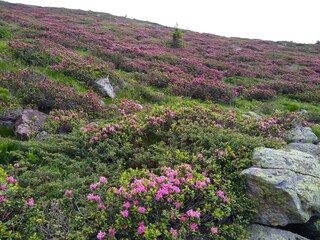 Appartamento per vacanze Lana Ambiente 24