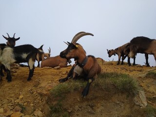 Appartamento per vacanze Lana Ambiente 27