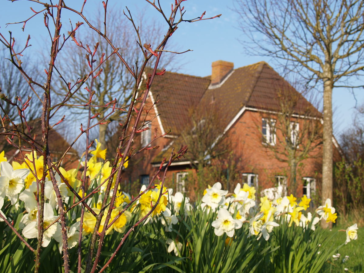 Hüs Uthlande im Frühling