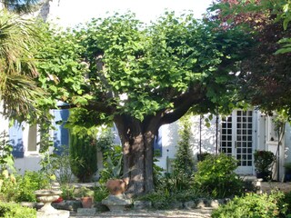 Romantischer Garten