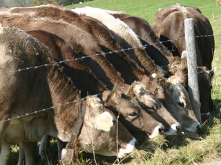 Kühe in Berbruggen