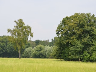 Waldblick vom Haus Fernewald