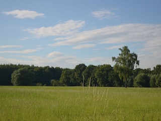 Waldblick vom Haus Fernewald