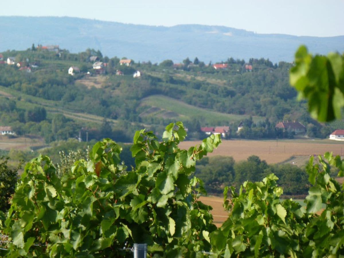 Weinberge mit Kellerstöckln