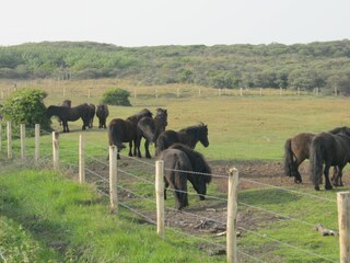 Appartamento per vacanze Oostkapelle Ambiente 21