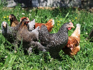 Appartamento per vacanze Großarl Registrazione all'aperto 6