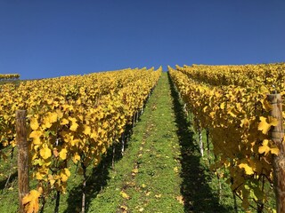 Goldener Herbst