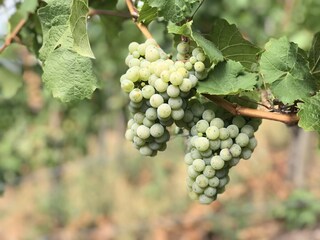Unser Riesling