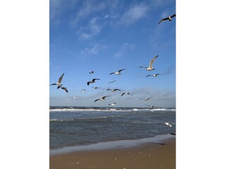 Villa Renesse Registrazione all'aperto 8