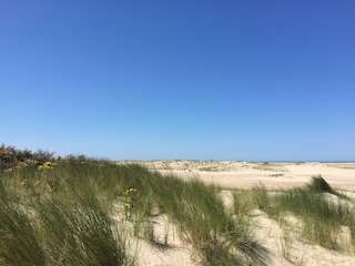 Breite Strand und Dünen Renesse August 2015