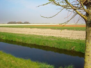 Blick auf die Zwiebelfelder